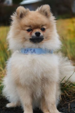 Pomeranian/Zwergspitz Deckrüde