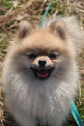 Pomeranian/Zwergspitz Deckrüde