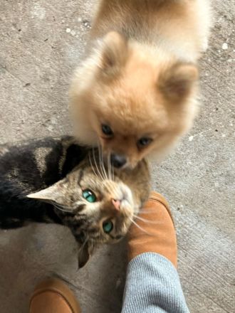 Pomeranian/Zwergspitz Deckrüde