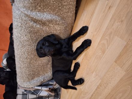 Labrador mischling welpen