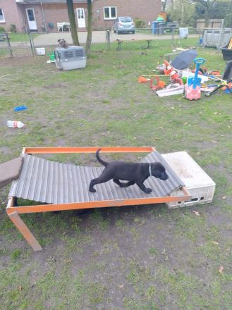 Labrador mischling welpen