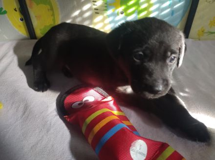 Labrador mischling welpen