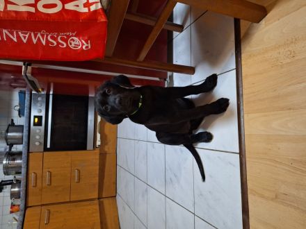 Labrador mischling welpen