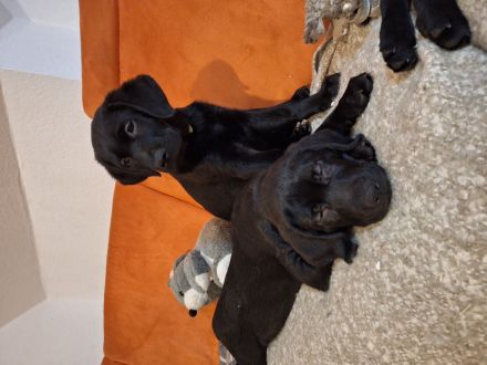 Labrador mischling welpen