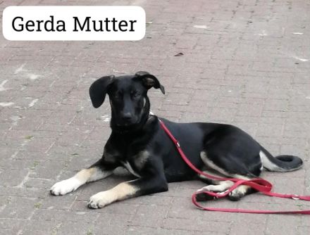 Labrador mischling welpen