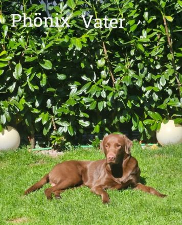 Labrador mischling welpen