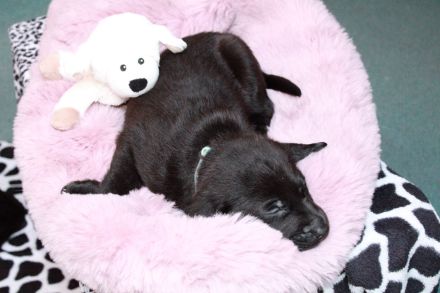 Labrador mischling welpen