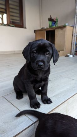 Labrador