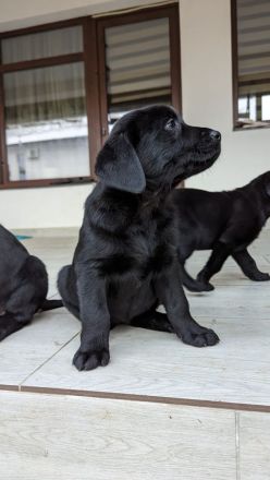 Labrador
