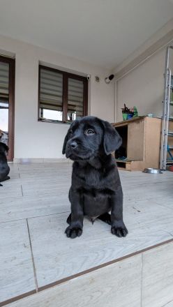 Labrador