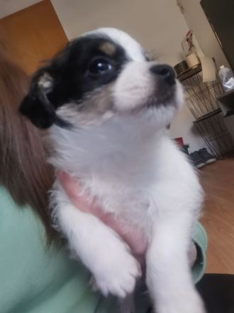 Maljack(jack russell /malteser)