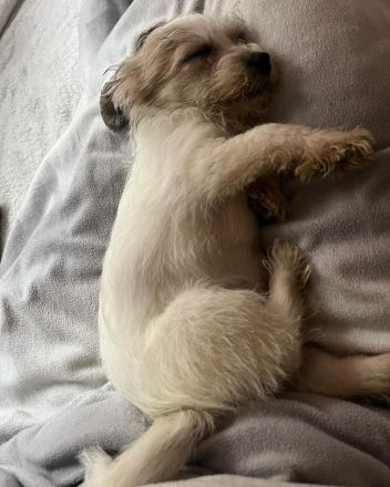 Maljack(jack russell /malteser)