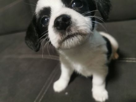 Maljack(jack russell /malteser)