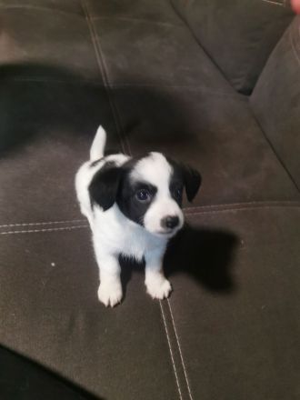 Maljack(jack russell /malteser)