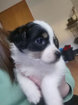 Maljack(jack russell /malteser)