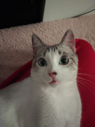 !DRINGEND! Orientalisch Siam Mix in gute Hände abzugeben