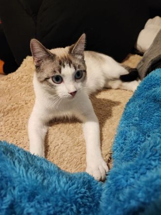 !DRINGEND! Orientalisch Siam Mix in gute Hände abzugeben