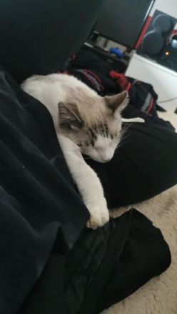 !DRINGEND! Orientalisch Siam Mix in gute Hände abzugeben