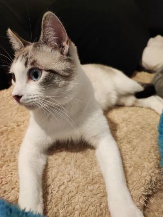 !DRINGEND! Orientalisch Siam Mix in gute Hände abzugeben