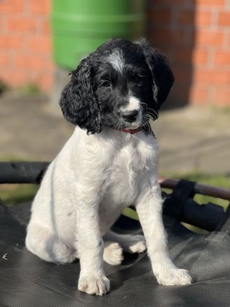 Große Münsterländer Welpen suchen ein liebevolles Zuhause