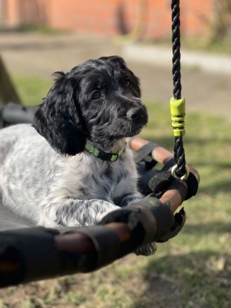 Große Münsterländer Welpen suchen ein liebevolles Zuhause