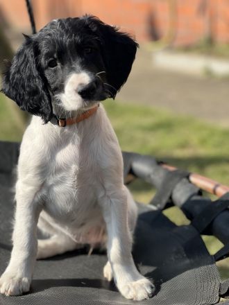 Große Münsterländer Welpen suchen ein liebevolles Zuhause