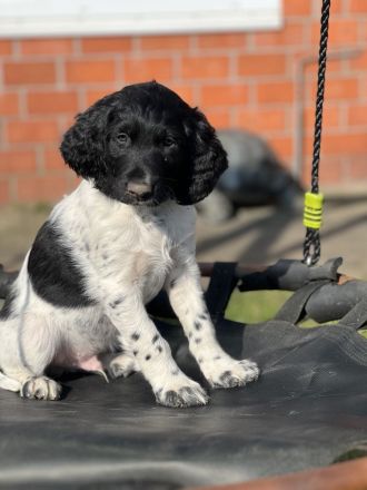 Große Münsterländer Welpen suchen ein liebevolles Zuhause