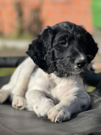 Große Münsterländer Welpen suchen ein liebevolles Zuhause