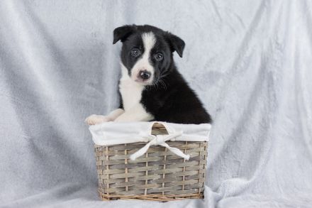 Border Collie Welpe