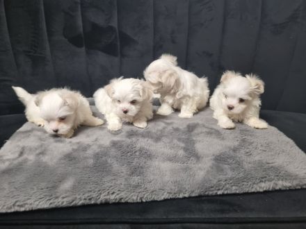 Mini Malteser Welpen