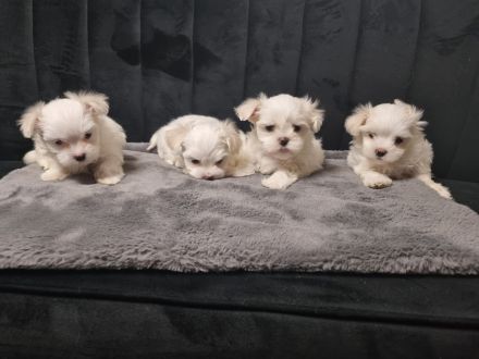 Mini Malteser Welpen