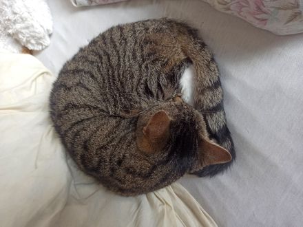 2 Kater (Brüder) und eine Katze abzugeben