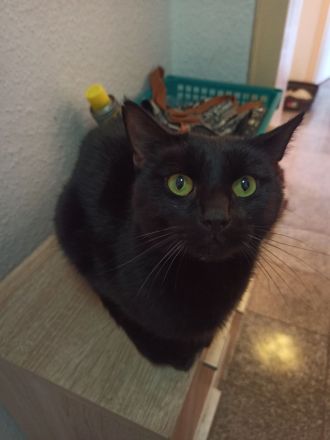 2 Kater (Brüder) und eine Katze abzugeben