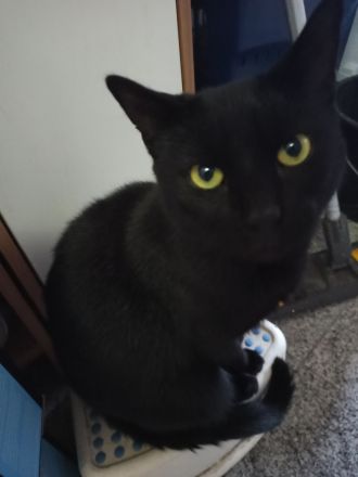 2 Kater (Brüder) und eine Katze abzugeben