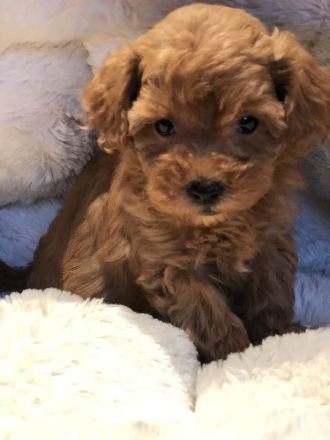 Sehr schöne Maltipoo ( kleine Doodle ) Welpen in Abricot und crème farben