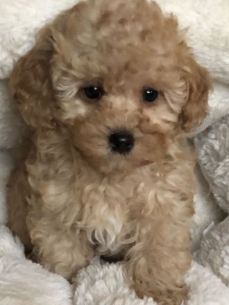 Sehr schöne Maltipoo ( kleine Doodle ) Welpen in Abricot und crème farben