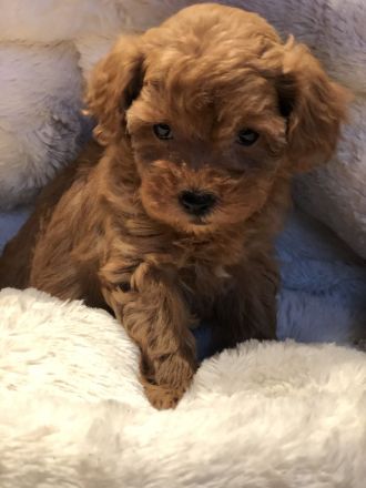 Sehr schöne Maltipoo ( kleine Doodle ) Welpen in Abricot und crème farben