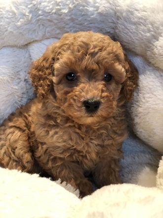 Sehr schöne Maltipoo ( kleine Doodle ) Welpen in Abricot und crème farben