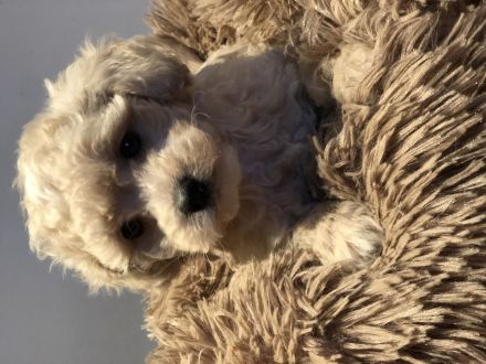 Sehr schöne Maltipoo ( kleine Doodle ) Welpen in Abricot und crème farben