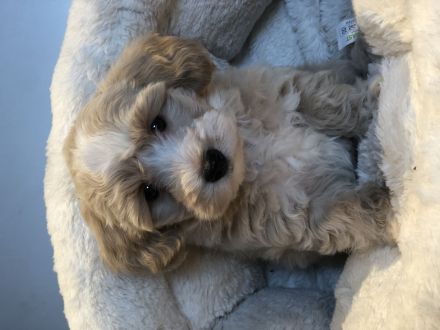 Sehr schöne Maltipoo ( kleine Doodle ) Welpen in Abricot und crème farben