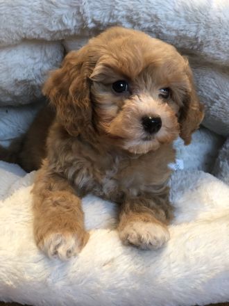 Sehr schöne Maltipoo ( kleine Doodle ) Welpen in Abricot und crème farben