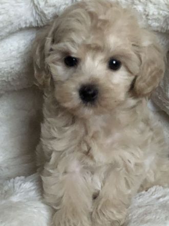 Sehr schöne Maltipoo ( kleine Doodle ) Welpen in Abricot und crème farben