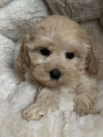 Sehr schöne Maltipoo ( kleine Doodle ) Welpen in Abricot und crème farben