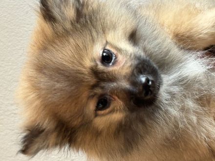 Sehr gesunde Pomeriaan/ Spitz Rüden