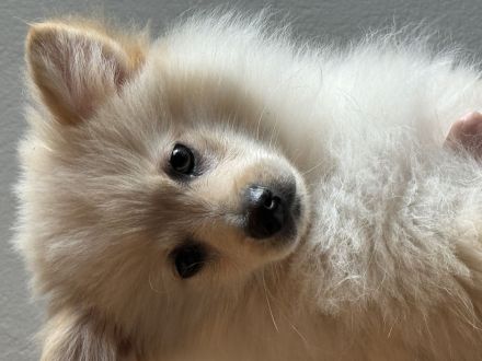 Sehr gesunde Pomeriaan/ Spitz Rüden