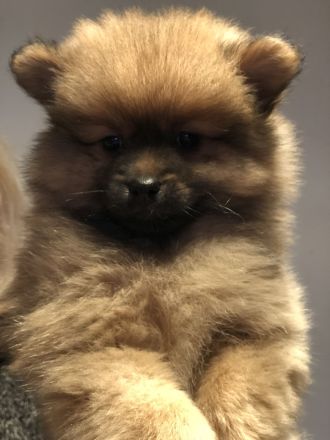 Sehr gesunde Pomeriaan/ Spitz Rüden