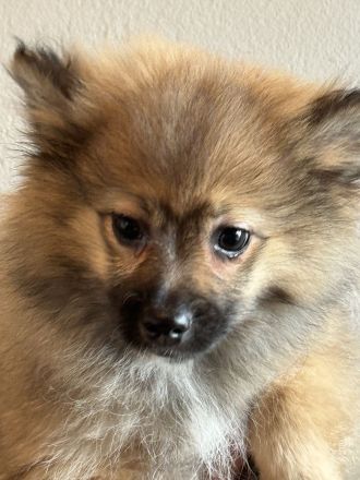 Sehr gesunde Pomeriaan/ Spitz Rüden