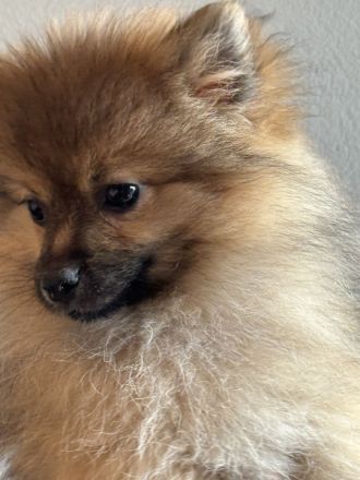 Sehr gesunde Pomeriaan/ Spitz Rüden