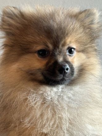 Sehr gesunde Pomeriaan/ Spitz Rüden
