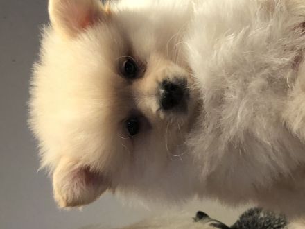 Sehr gesunde Pomeriaan/ Spitz Rüden